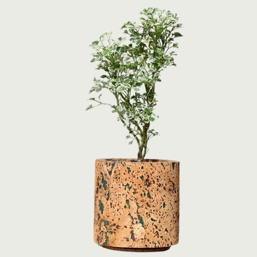 Cork Abstract Planter for Branding